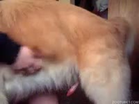 Dog fucking a beastiality lover